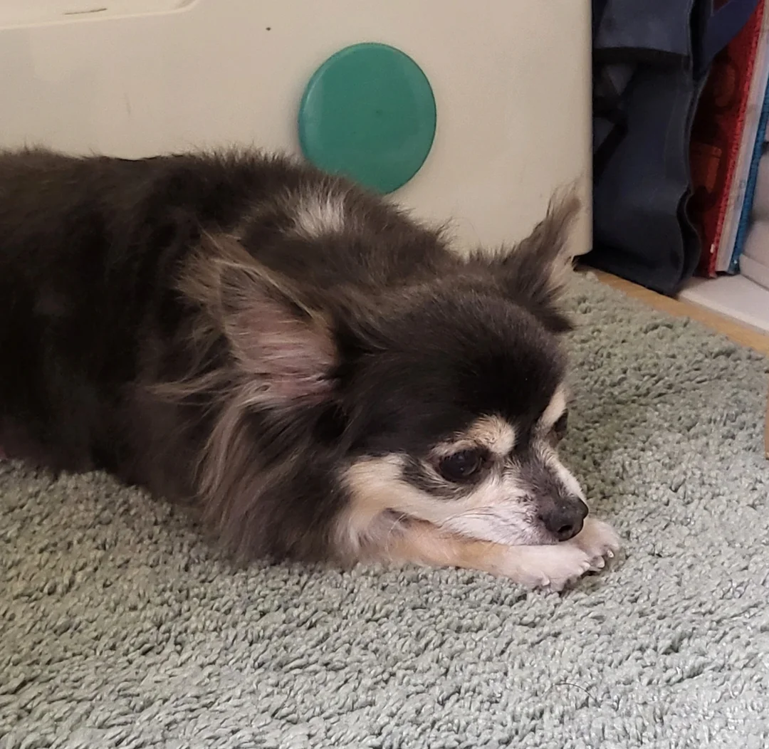 遠くから様子を伺っています。遠くからめっちゃズームして撮りました。