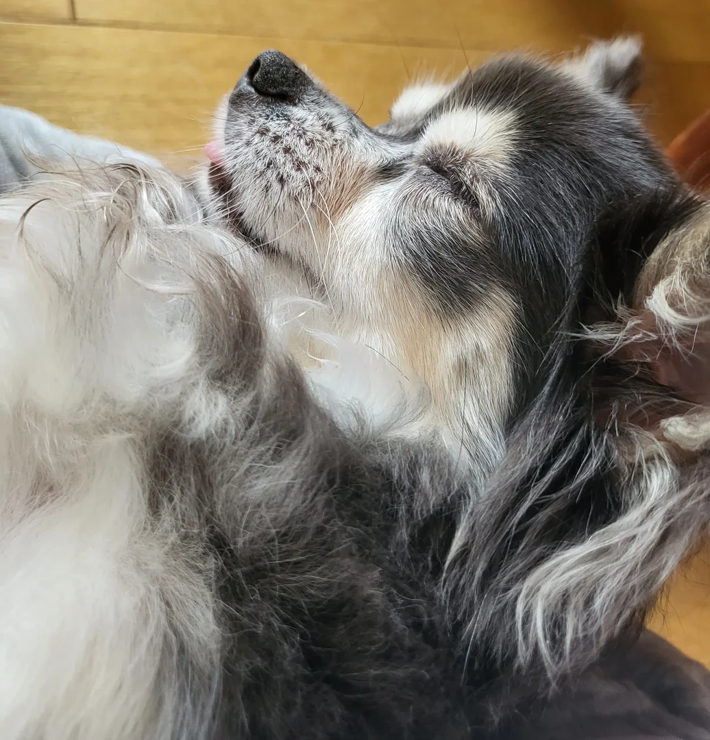 抱っこすると寝たりします。