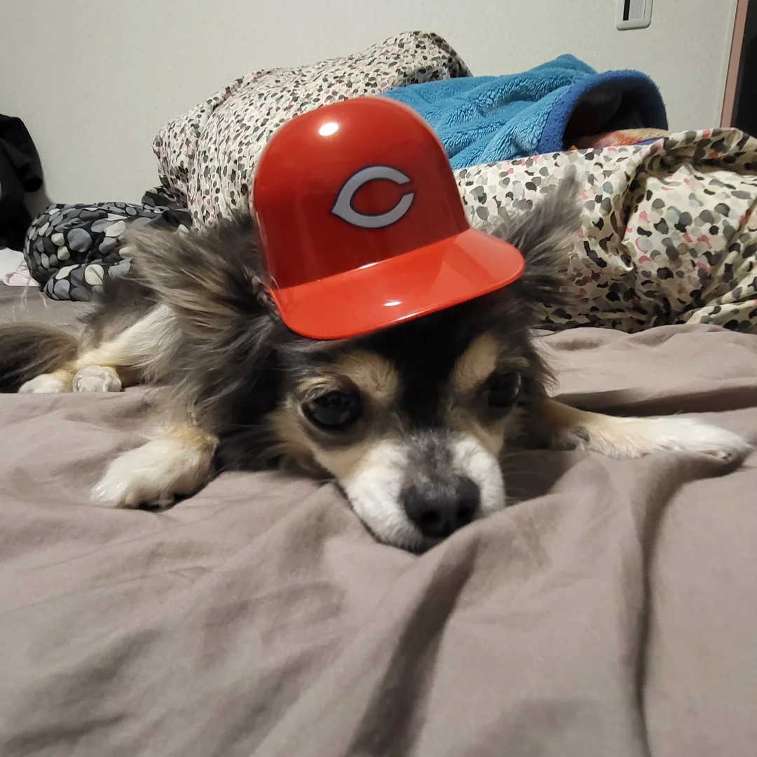 カープの帽子をかぶせてみた。